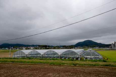 福岡県 あまおうの産地