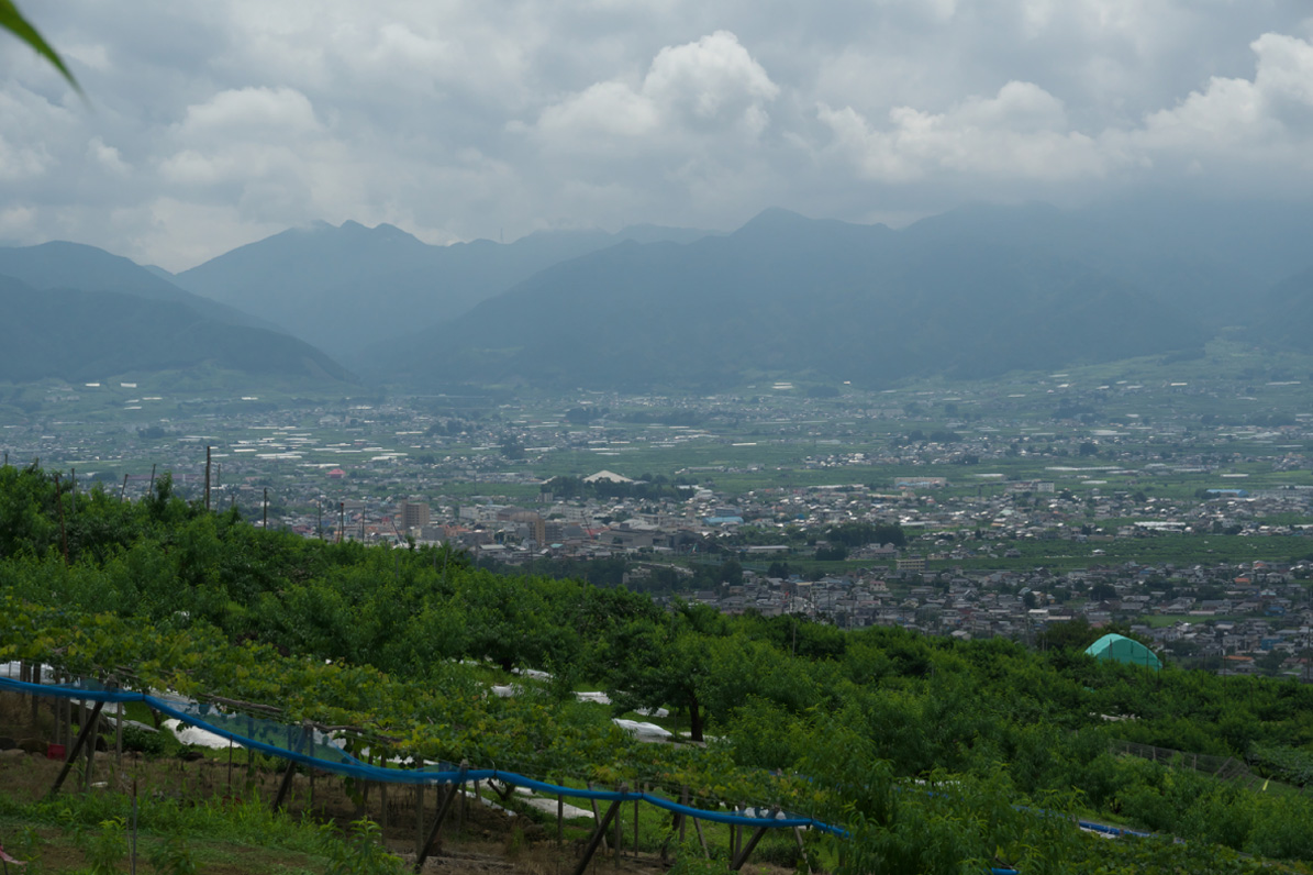 [山梨]もも
